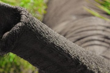 大象鼻子是超级吸盘吸气速度是人类打喷嚏的30倍